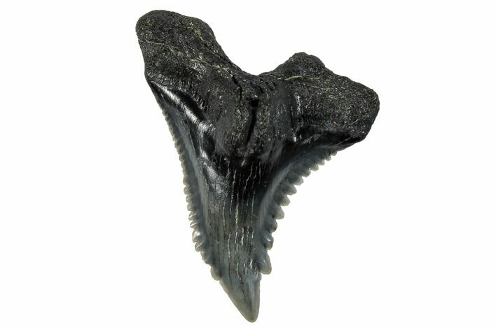 Snaggletooth Shark (Hemipristis) Tooth - South Carolina #280085